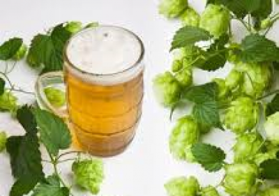 Van bier wordt je slim - xanthohumol